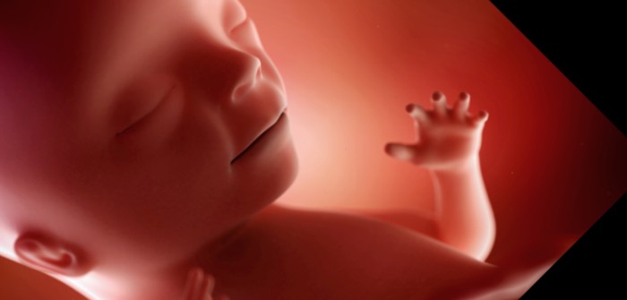 15. Schwangerschaftswoche (SSW) – auf der Suche nach der Hebamme