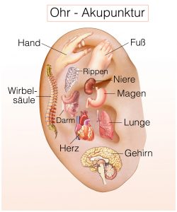 Infografik: Punkte bei der Ohr-Akupunktur. (#01)