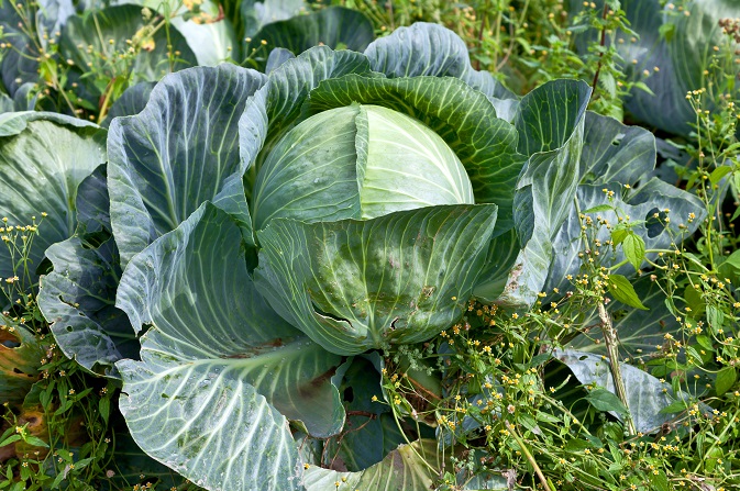 Die Kohlsuppe soll dafür sorgen, dass erst gar kein richtiger Hunger entsteht, denn es kann ja soviel gegessen werden wie man möchte. (#01)